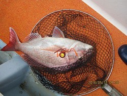 遊漁船 未紗奈 釣果