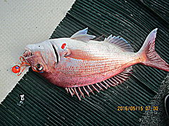 遊漁船 未紗奈 釣果