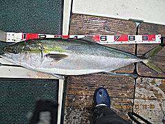 遊漁船 未紗奈 釣果