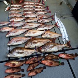 さんさん丸 釣果