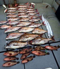 さんさん丸 釣果