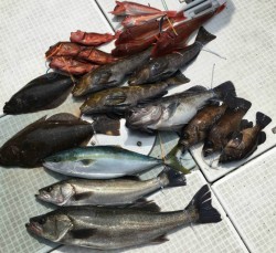 ふじしめ丸 釣果