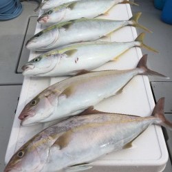 オーシャンキッズ 釣果