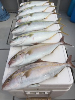 オーシャンキッズ 釣果