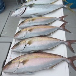 オーシャンキッズ 釣果