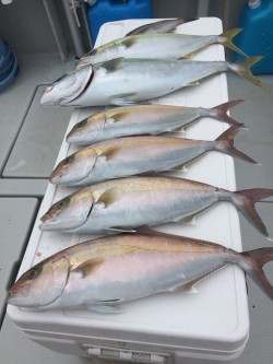 オーシャンキッズ 釣果