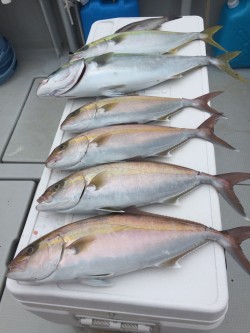 オーシャンキッズ 釣果