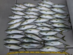 Hit Rush(ヒット ラッシュ） 釣果