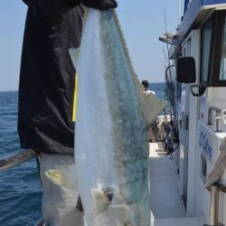 ジギング船 BLUEWATER 釣果