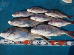 アジアマリンサービス 釣果