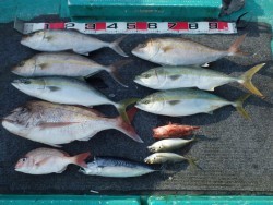 清和丸 釣果