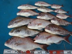 アジアマリンサービス 釣果