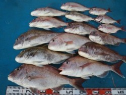 アジアマリンサービス 釣果