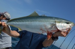 ジギング船 BLUEWATER 釣果