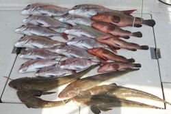 松本釣船２ 釣果