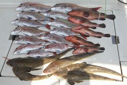 松本釣船２ 釣果