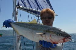 ジギング船 BLUEWATER 釣果