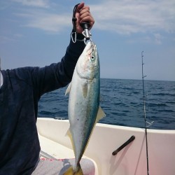 ブリを狙いに冠島へ！