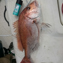 ブリを尋ねて２連チャン釣行