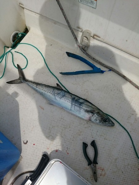 天気、波ともに最高の予報・・・だがしかし