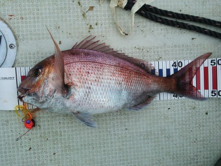 真鯛釣れました