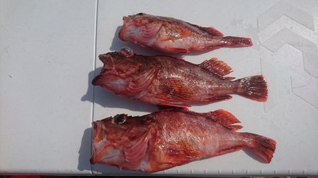 タイラバ、スロジギ