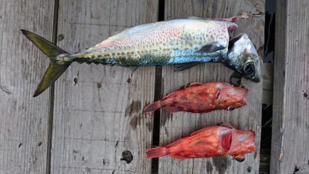 友ヶ島タイラバ