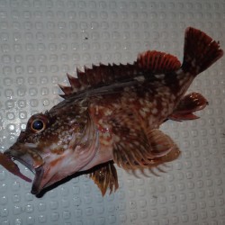 ロックフィッシュショート便を満喫♪