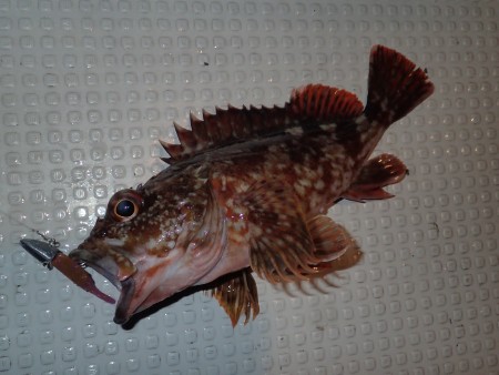 ロックフィッシュショート便を満喫♪