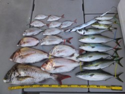 Hit Rush(ヒット ラッシュ） 釣果