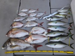 Hit Rush(ヒット ラッシュ） 釣果…