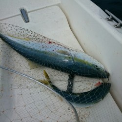 ブリを狙いに冠島へ！