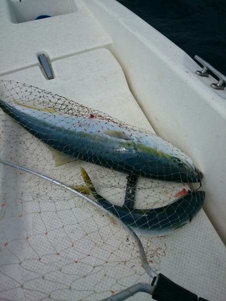 ブリを狙いに冠島へ！