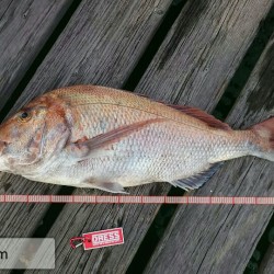 ブリを尋ねて２連チャン釣行