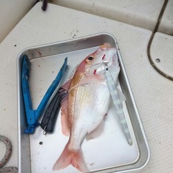 天気、波ともに最高の予報・・・だがしかし