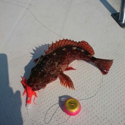 タイ釣りたかった。