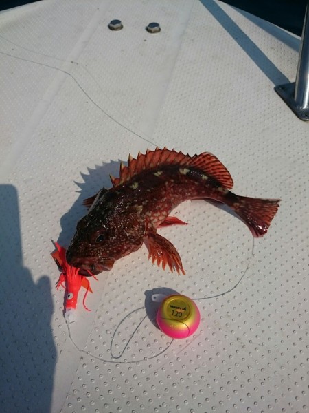 タイ釣りたかった。