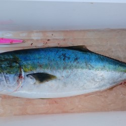 アルバトロス乗船