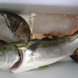 賑やかな海の中