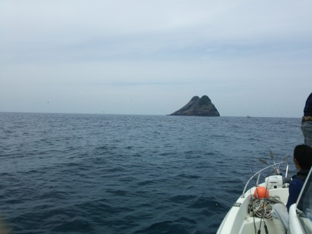 アコウ釣れました