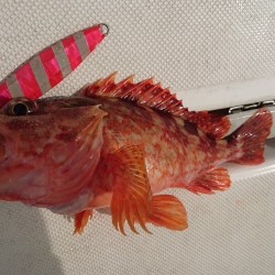 タイラバ、スロジギ