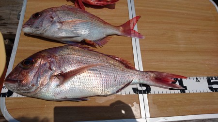 スロージギング