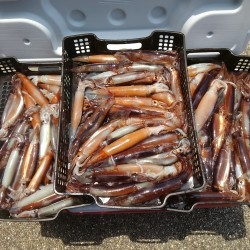 麦イカメタル堪能