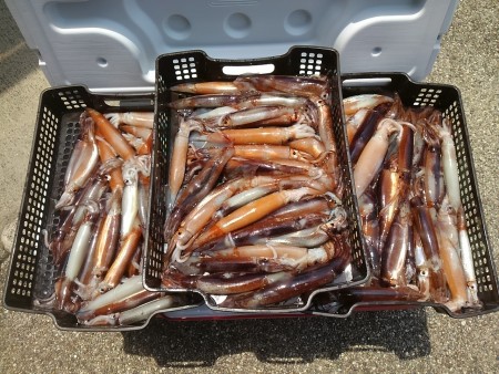 麦イカメタル堪能