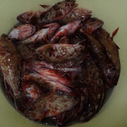 ロックフィッシュショート便を満喫♪