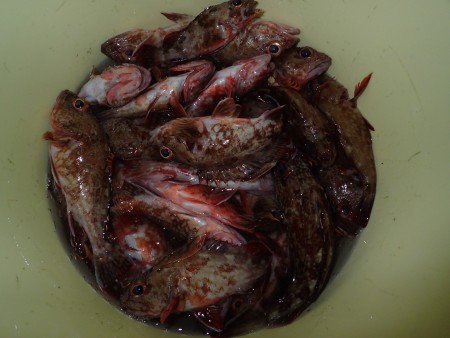 ロックフィッシュショート便を満喫♪