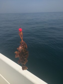 ゴールデンウイークタイラバ釣行