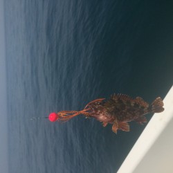 ゴールデンウイークタイラバ釣行