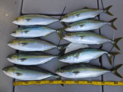 Hit Rush(ヒット ラッシュ） 釣果…