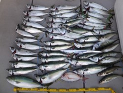 Hit Rush(ヒット ラッシュ） 釣果